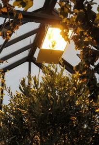 Högtrycksnatriumlampan hängs ca 1,5 meter ovanför växterna.