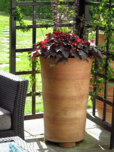 Höga krukor som Olympos får upp växterna till behaglig höjd i ett uterum eller orangeri.