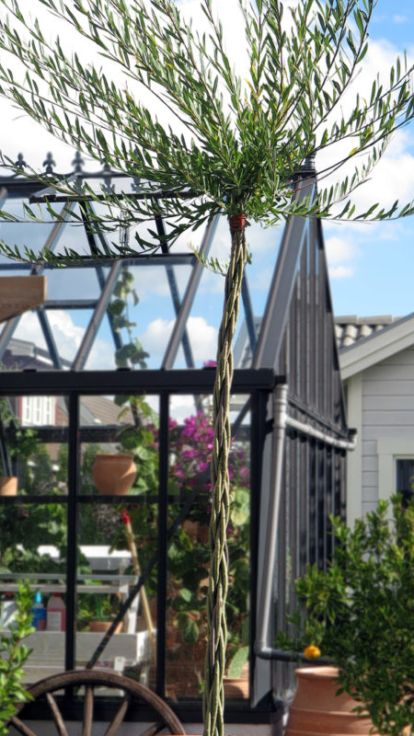 Pilmera&trade;: helhetsl&ouml;sning med palm i stor kruka. K&ouml;ldt&aring;ligt!