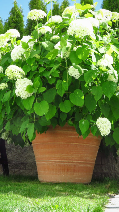Stora krukor: Palamedes 60x80 cm Hortensia i stor kruka