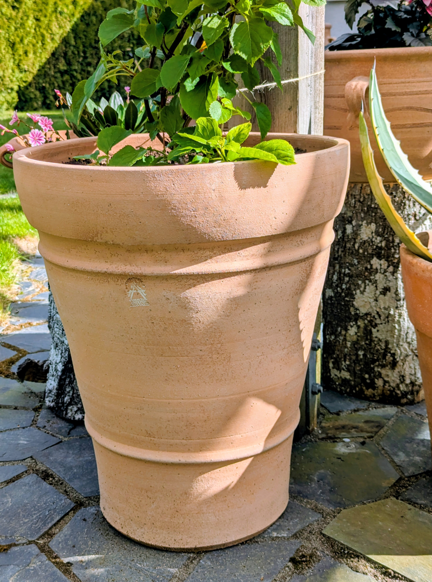 Sakkara köldtålig kruka