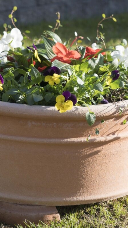 Demetis: terrakottakruka med sommarblommor Demetis: låg kruka med sommarblommor